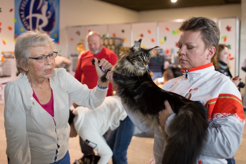 &quot;Зважений і пухнастий&quot;: кот Кекс выиграл битву гигантов на выставке в Киеве